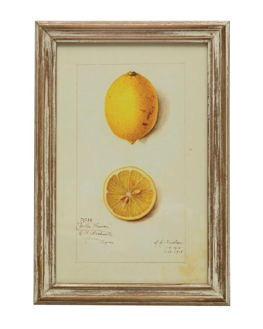 Vintage Style Framed Lemon Prints