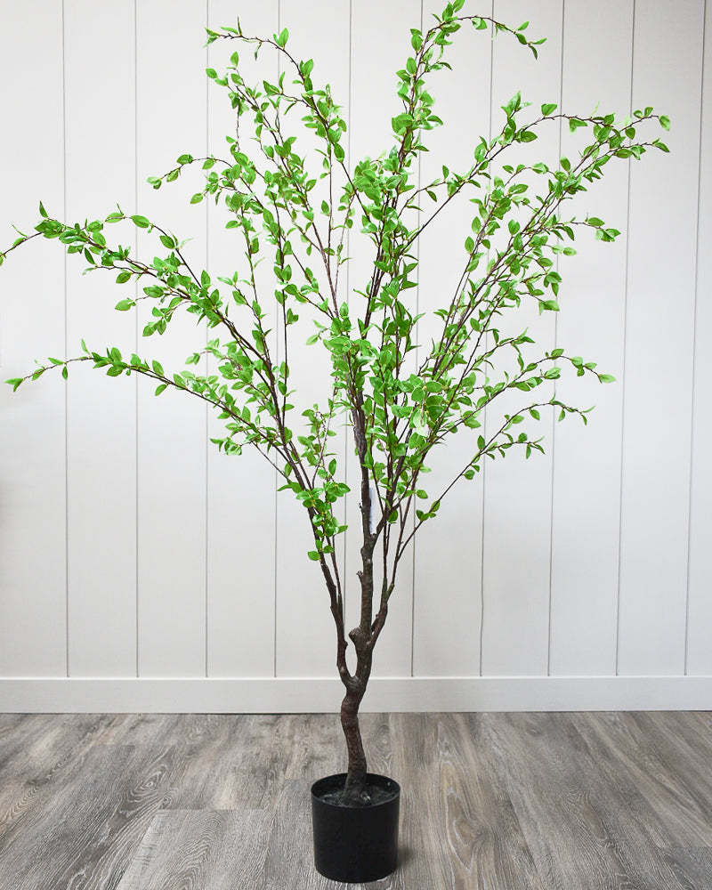 Ficus Tree 5'