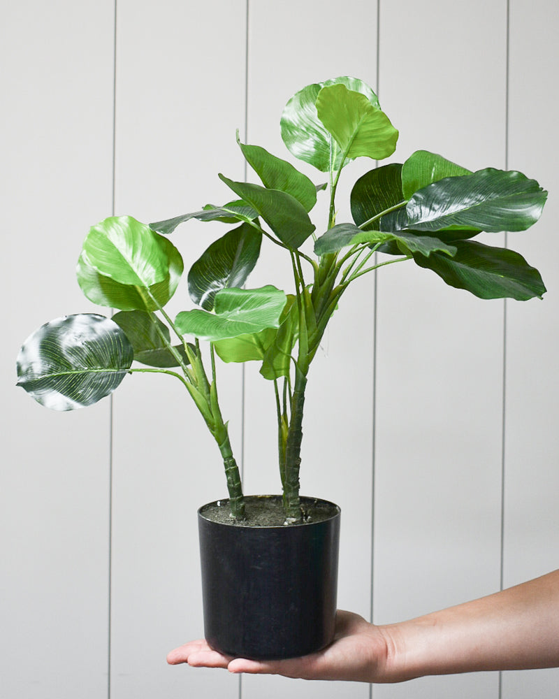 Fig Plant 20"